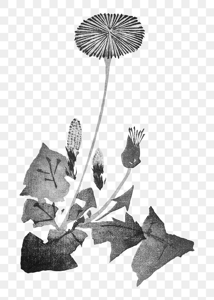 PNG Dandelion, Japanese flower illustration by Teisai Hokuba, transparent background. Remixed by rawpixel.
