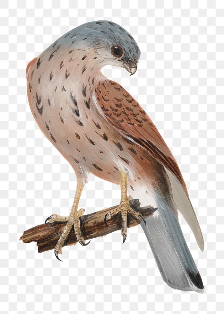 PNG Falcon bird, vintage animal illustration by William Lewin, transparent background. Remixed by rawpixel.