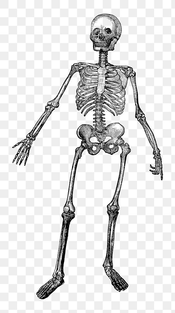 PNG Human skeleton, vintage illustration by Johnson H. Jordan, transparent background. Remixed by rawpixel.