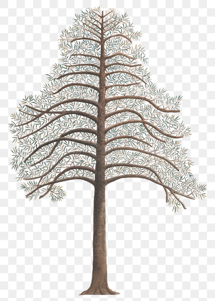 PNG Pine Tree, vintage botanical illustration, transparent background. Remixed by rawpixel.