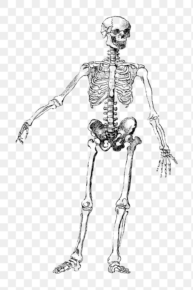 PNG Human skeleton, vintage illustration by George Augustus, transparent background. Remixed by rawpixel.