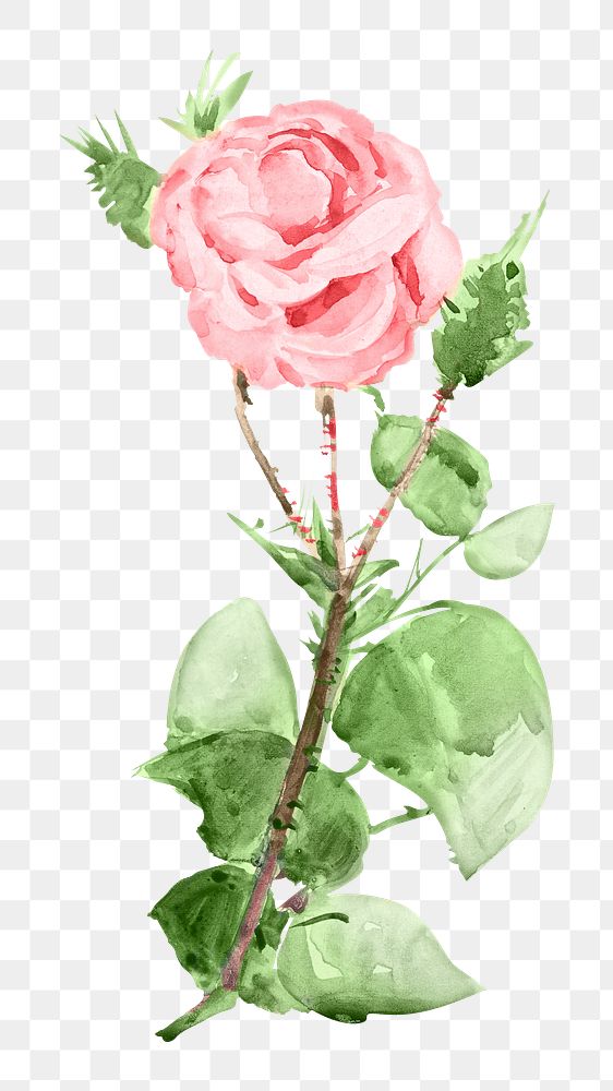 Pink rose png vintage flower, transparent background. Remixed by rawpixel.