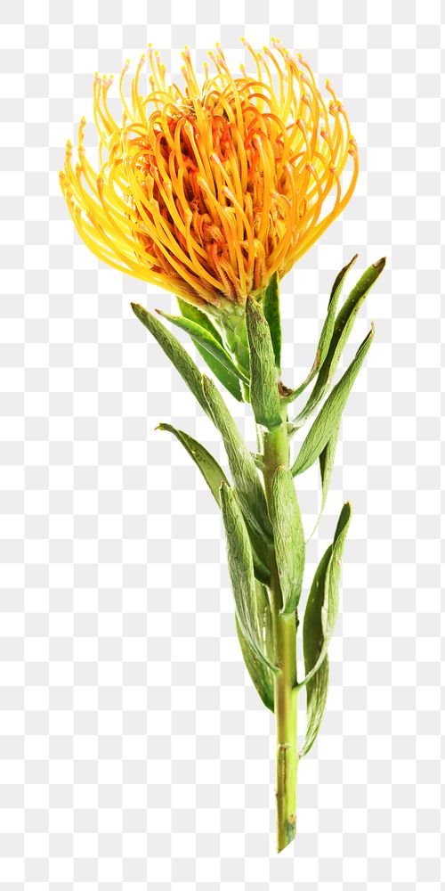 PNG Orange flower, collage element, transparent background