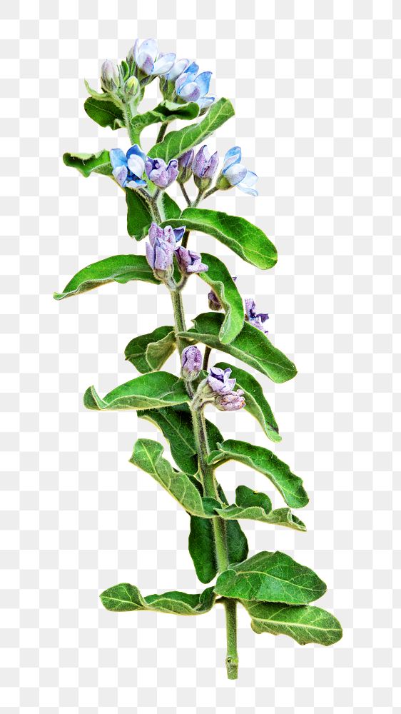 PNG Fresh blue Tweedia Oxypetalum flower, collage element, transparent background