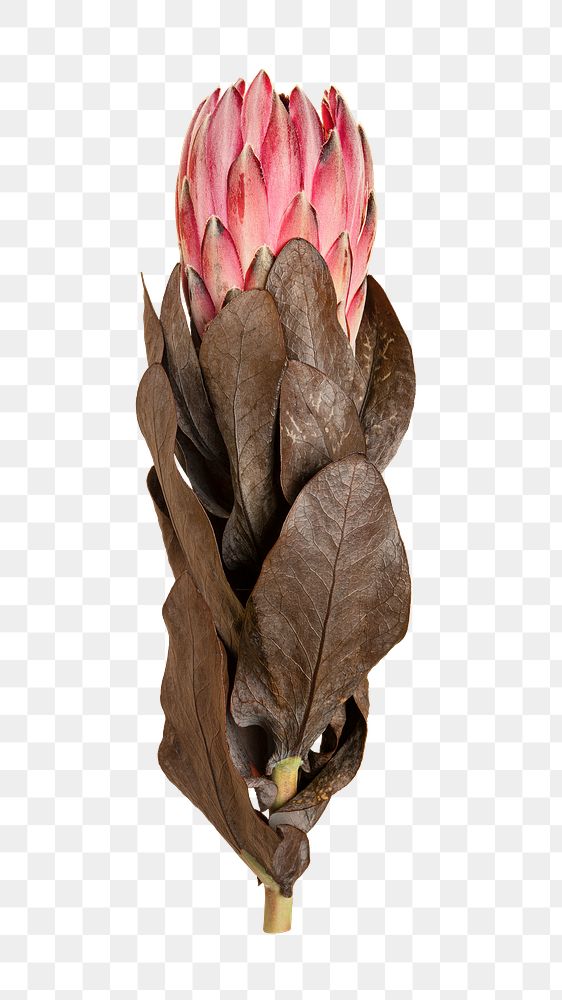 Png pink flower image on transparent png