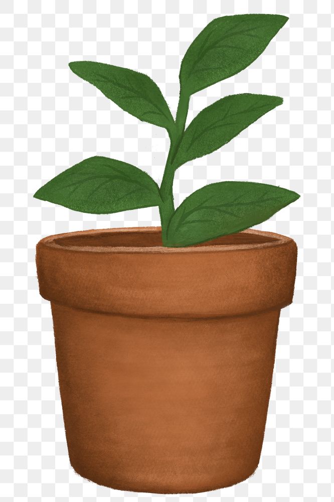 Potted houseplant png, botanical illustration, transparent background