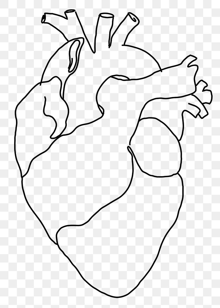 Human heart png line art, transparent background