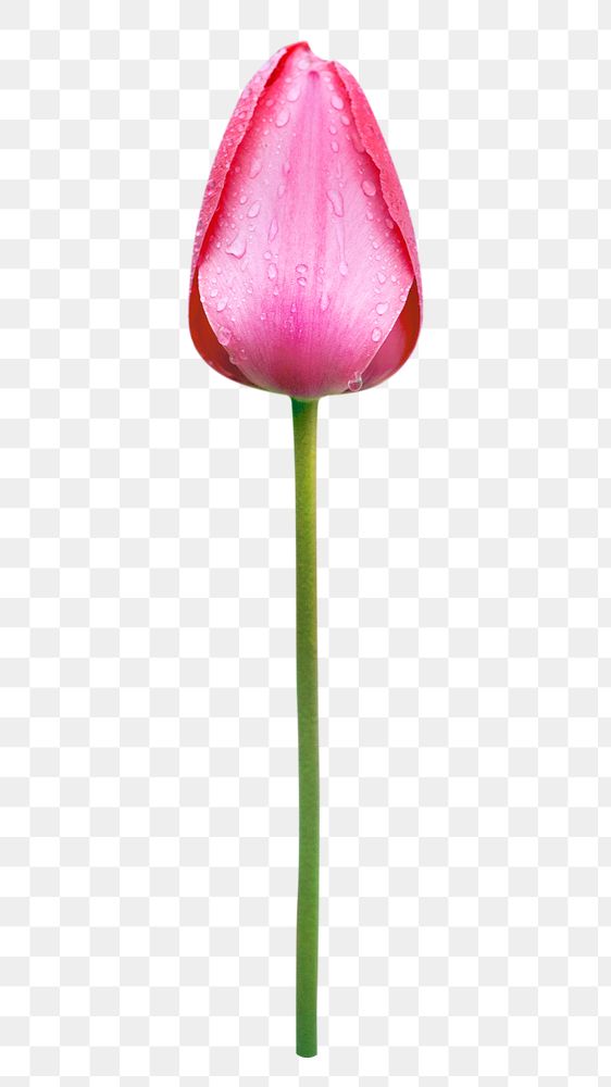 Pink tulip flower png, transparent background