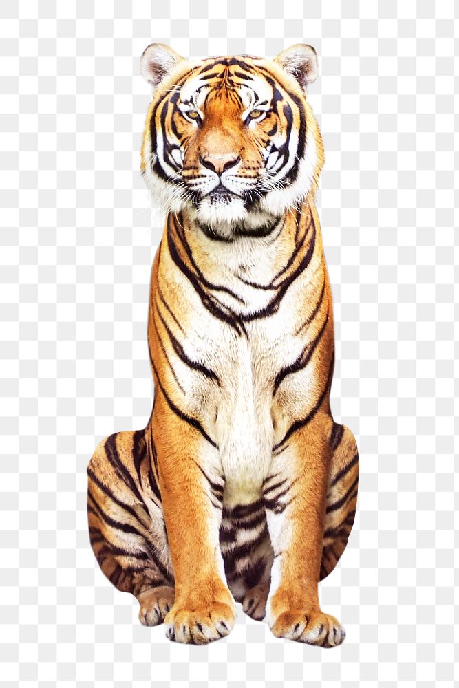 PNG tiger, collage element, transparent background