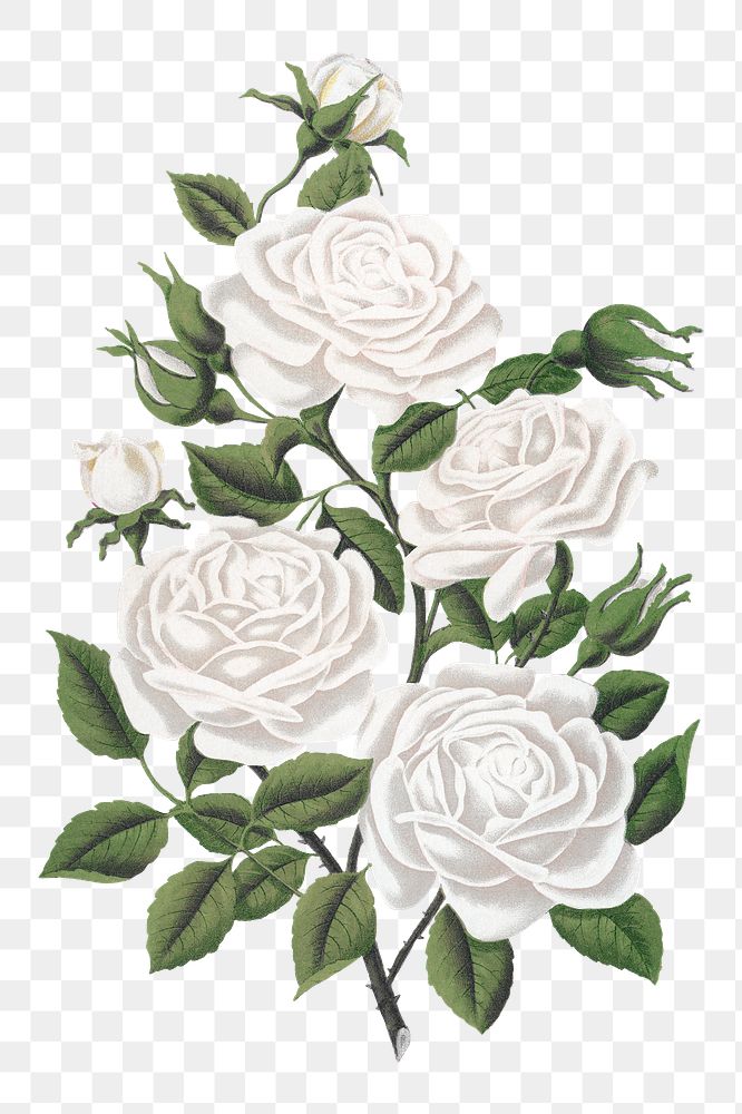 PNG white rose flower, vintage illustration, transparent background