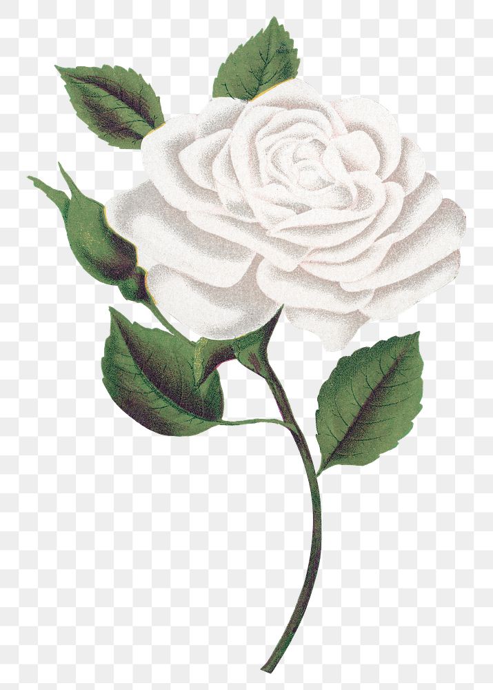 PNG white rose flower, vintage illustration, transparent background