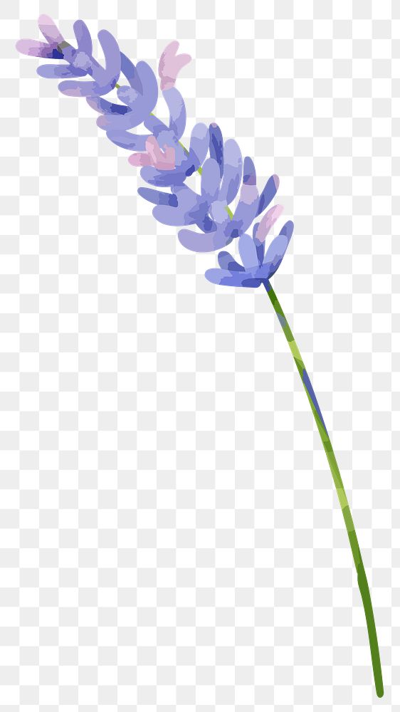 PNG watercolor lavender flower, transparent background