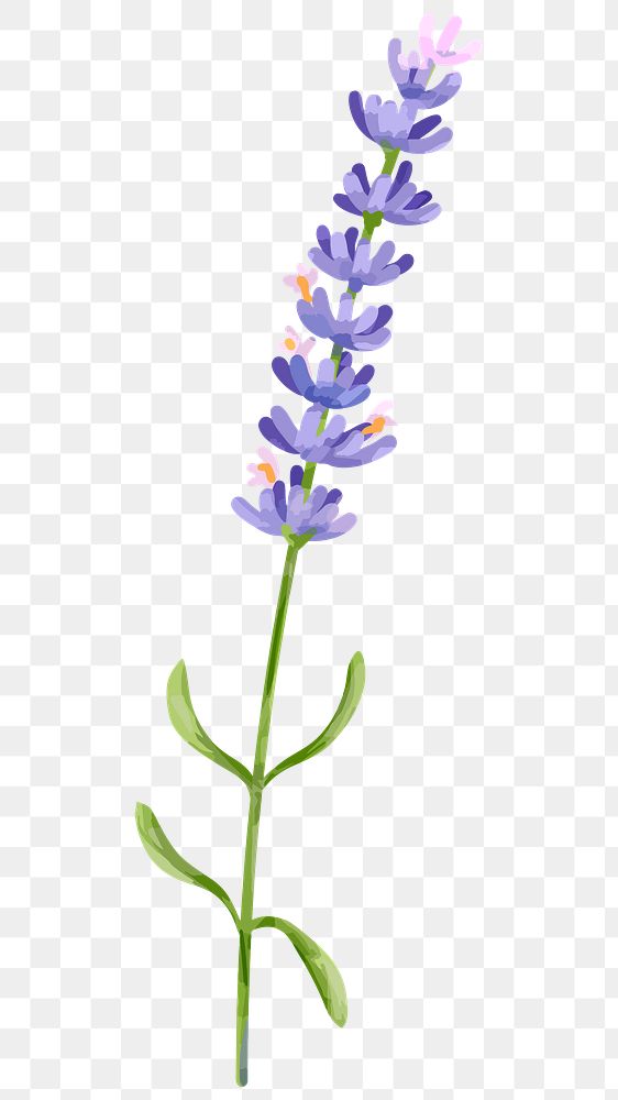 PNG watercolor lavender flower, transparent background