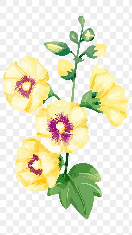 PNG watercolor yellow hollyhocks flower, transparent background