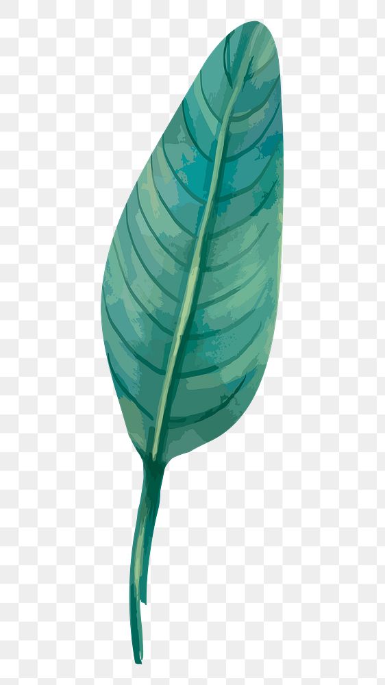 PNG bird of paradise leaf, transparent background