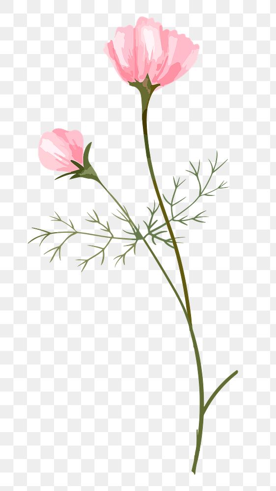 Pink cosmos png watercolor flower, transparent background