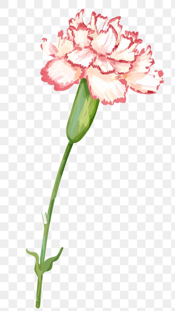 PNG watercolor carnation flower, transparent background