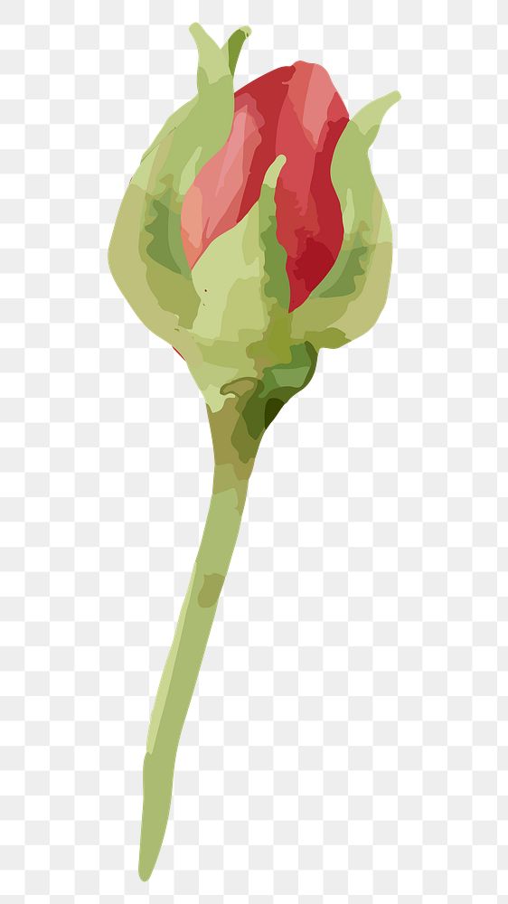 PNG watercolor red rose flower, transparent background