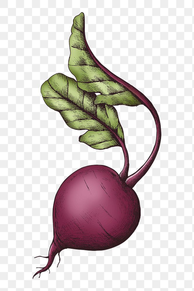 Png beetroot with leaves, transparent background