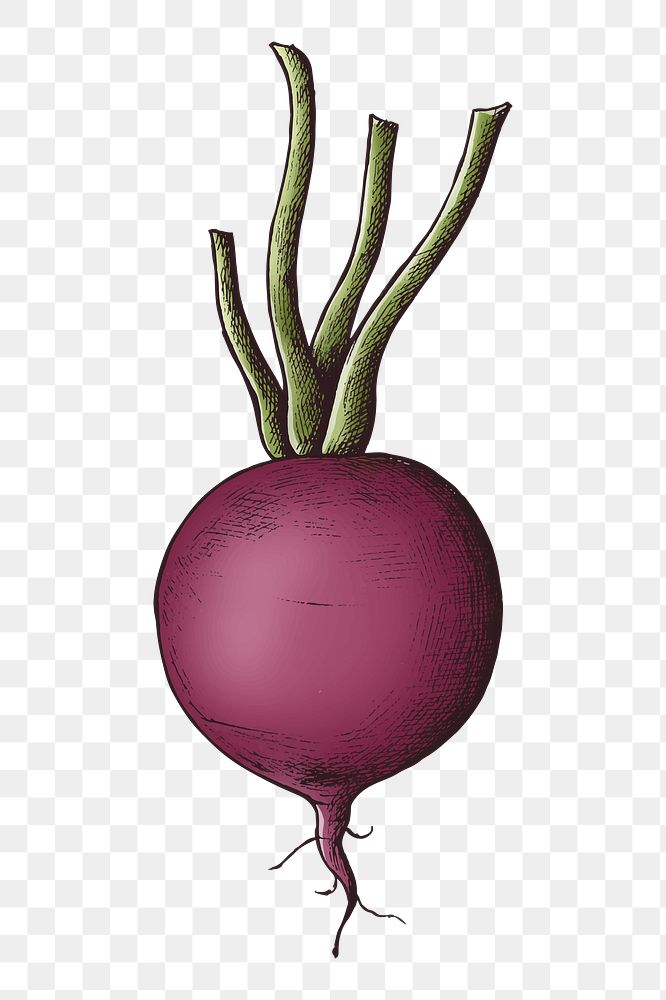 Png beetroot with stem illustration, transparent background