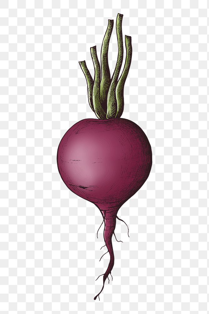 Png beetroot with stems, transparent background