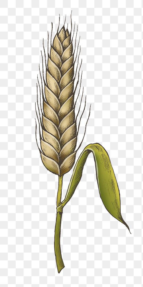 Wheat grain png illustration, transparent background