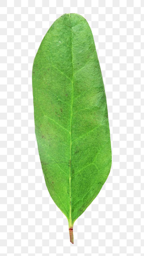 Green png long leaf, transparent background