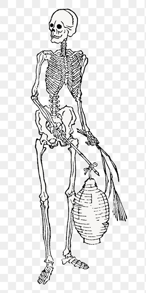 PNG Human skeleton, vintage illustration, transparent background. Remixed by rawpixel.