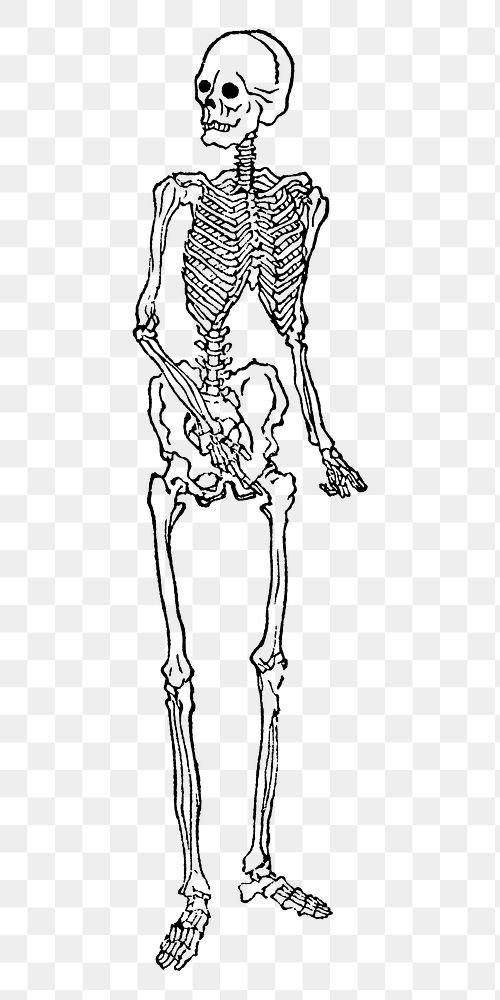 PNG Human skeleton, vintage illustration, transparent background. Remixed by rawpixel.