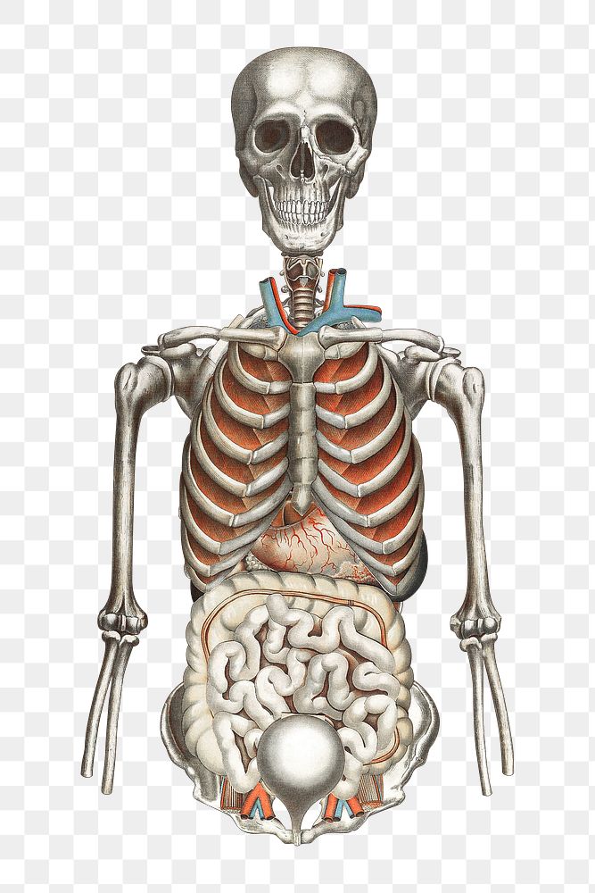 Human anatomy png vintage illustration, | Premium PNG - rawpixel
