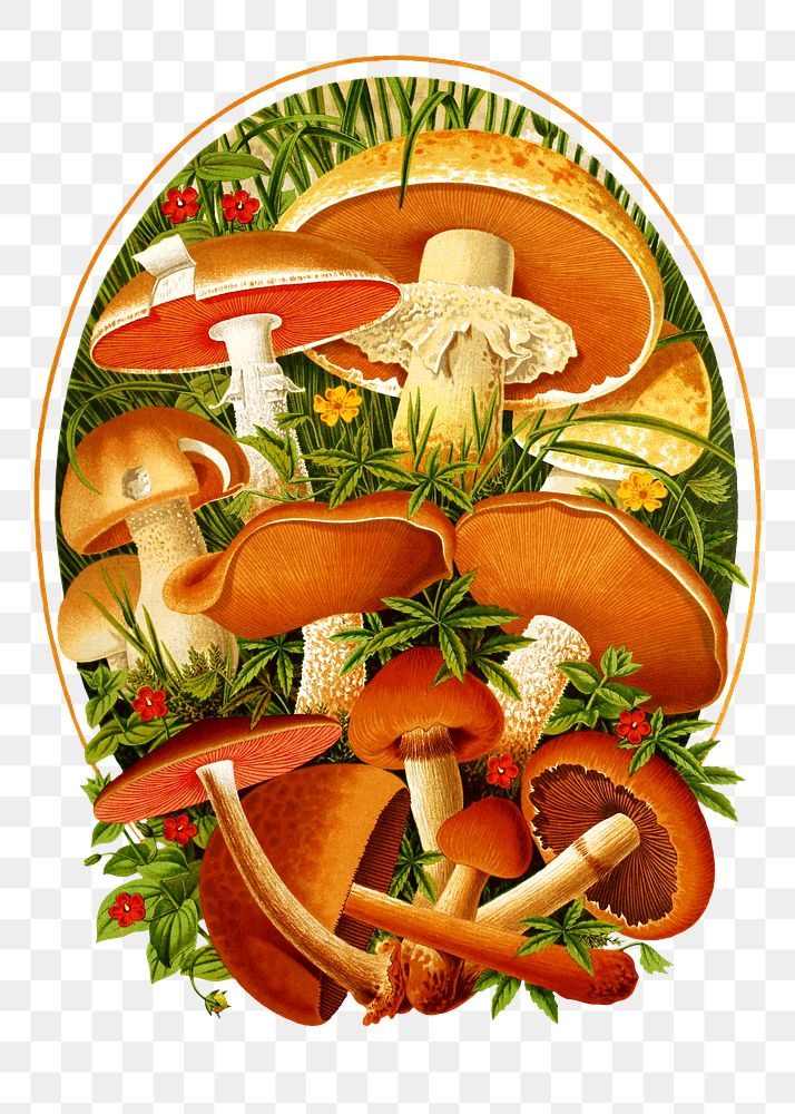 Vintage mushroom png chromolithograph art, transparent background. Remixed by rawpixel. 