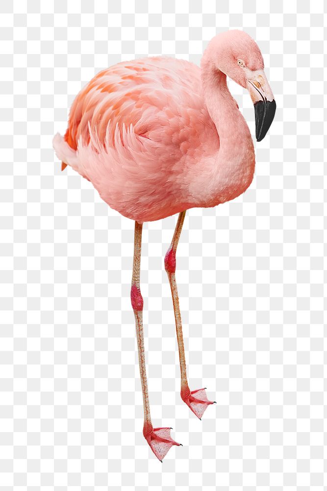 Pink flamingo png, transparent background