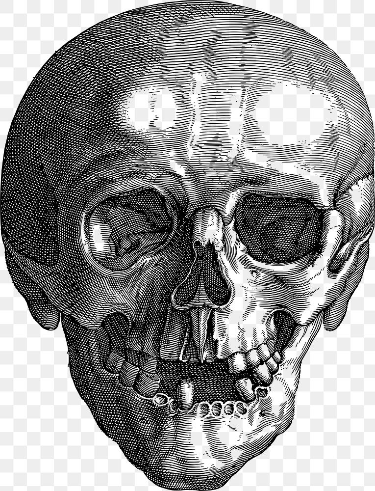 Png Detailed skull line art collage element, transparent background