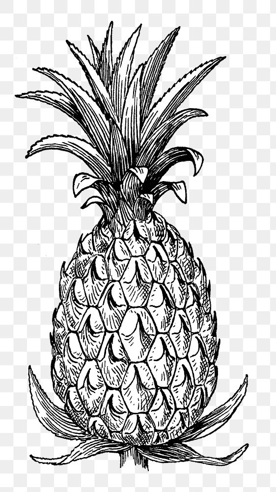 Png Pineapple in art collage element, transparent background