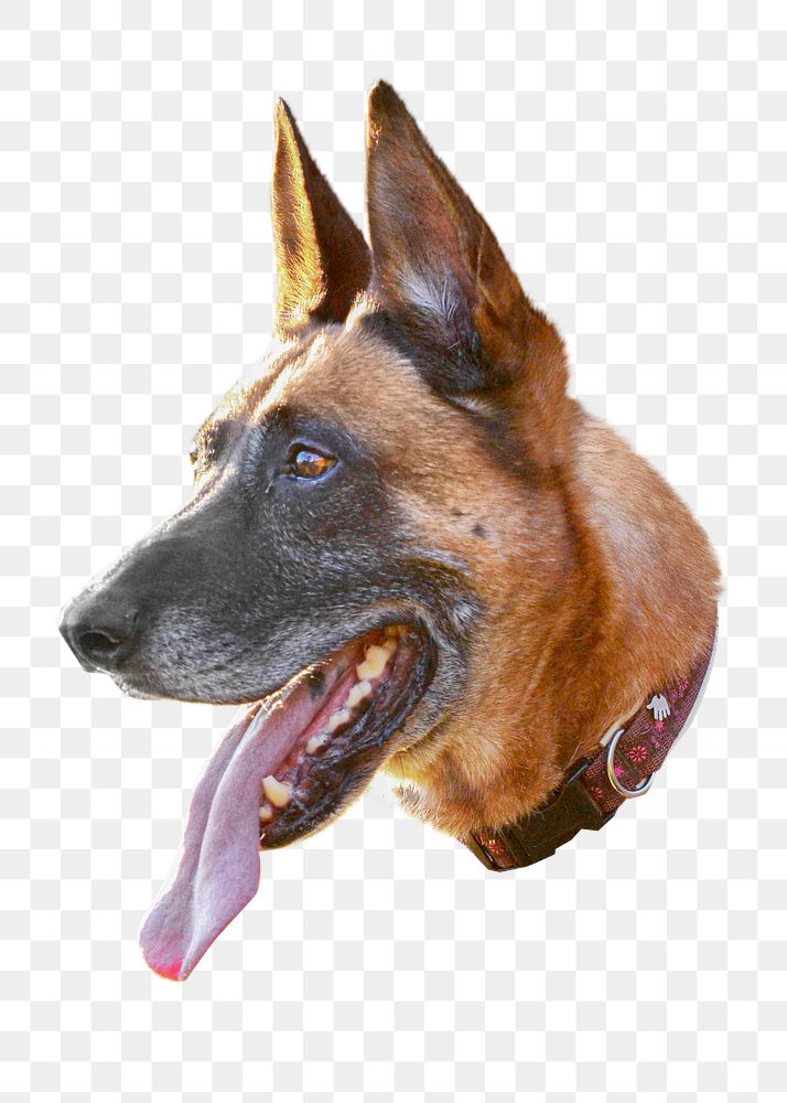 German shepherd png, design element, transparent background