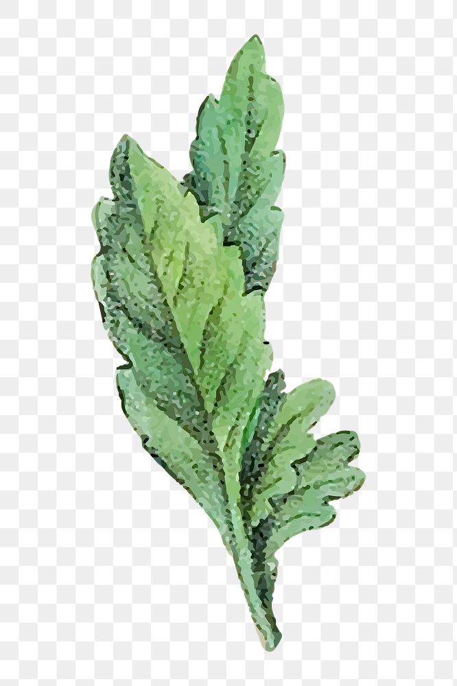 Green leaf png botanical illustration, transparent background