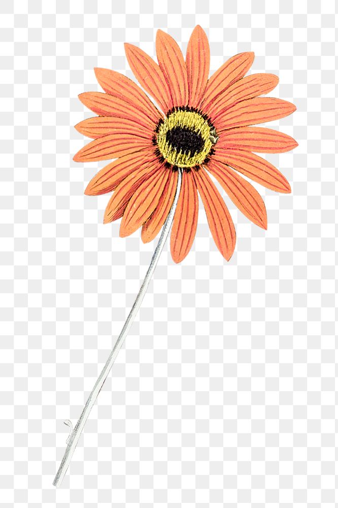 Orange gerbera png vintage flower, transparent background