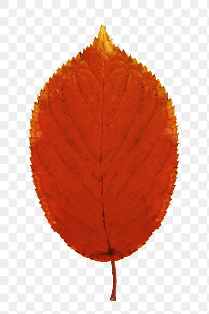 Png orange autumn leaf, transparent background