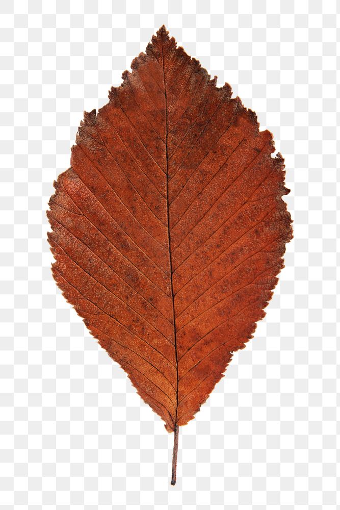 Png dry orange autumn leaf, transparent background