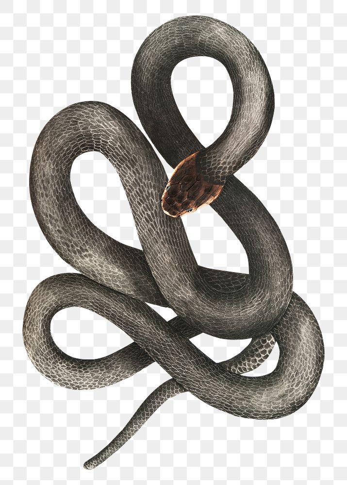 Png black cobra snake, transparent background