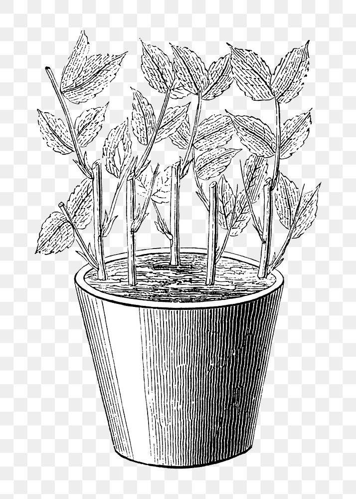 PNG Potted plant, vintage black & white illustration on transparent background  by François-Frédéric Grobon. Remixed by…