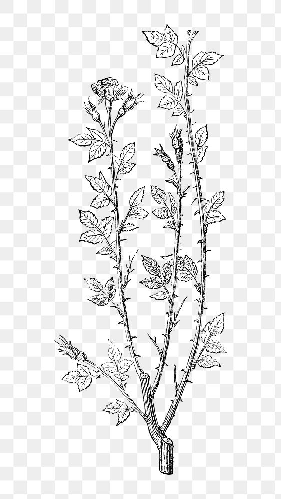 PNG Vintage rose branches, black & white flower illustration on transparent background  by François-Frédéric Grobon. Remixed…