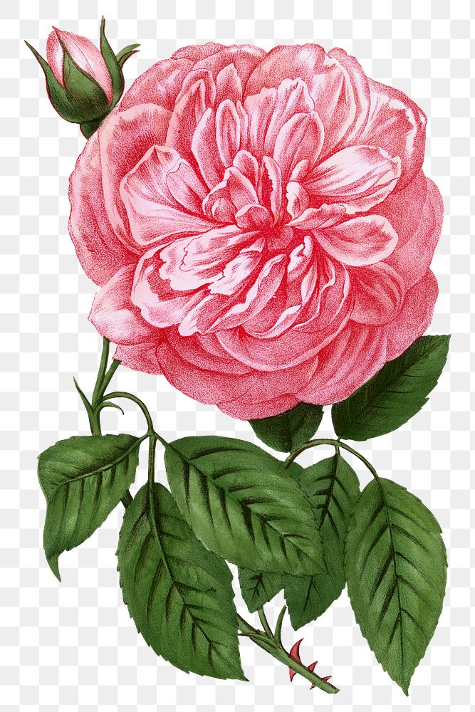 PNG Pink rose, vintage French flower illustration on transparent background  by François-Frédéric Grobon. Remixed by…