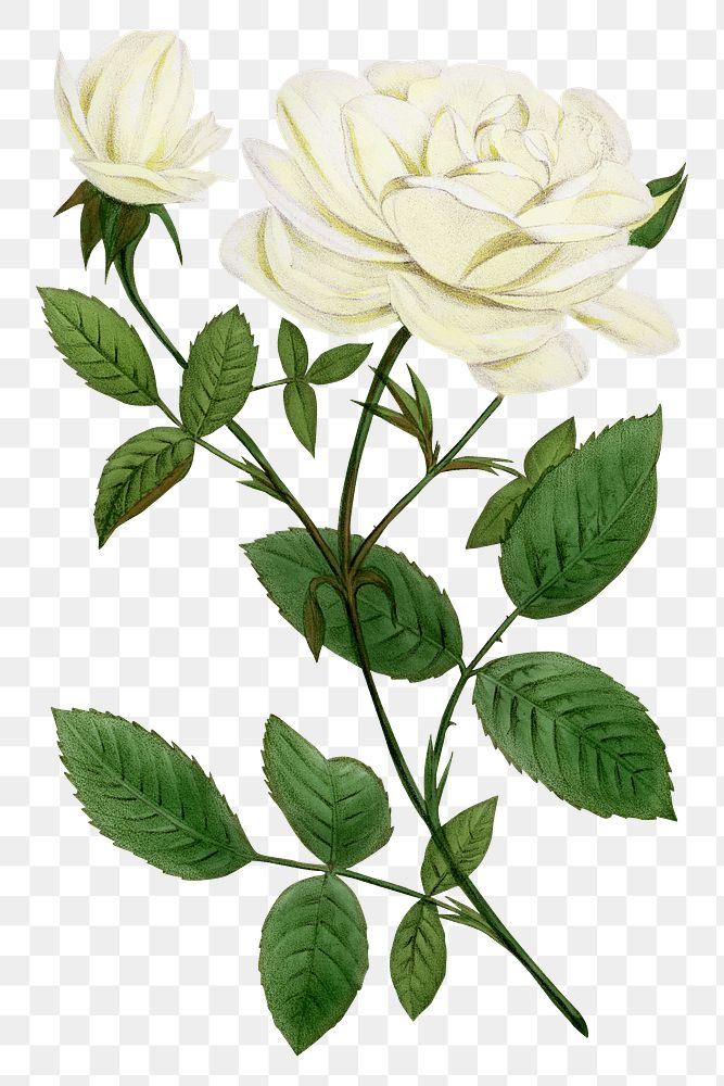 PNG White rose, vintage French flower illustration on transparent background  by François-Frédéric Grobon. Remixed by…