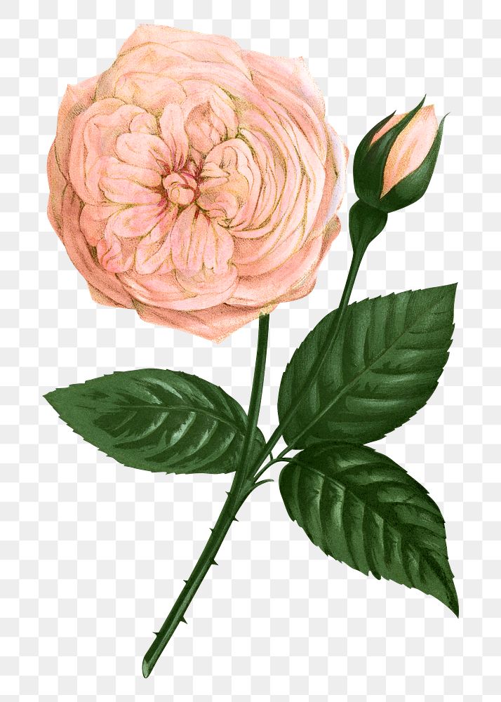 PNG Pastel pink rose, French flower vintage illustration on transparent background  by François-Frédéric Grobon. Remixed by…