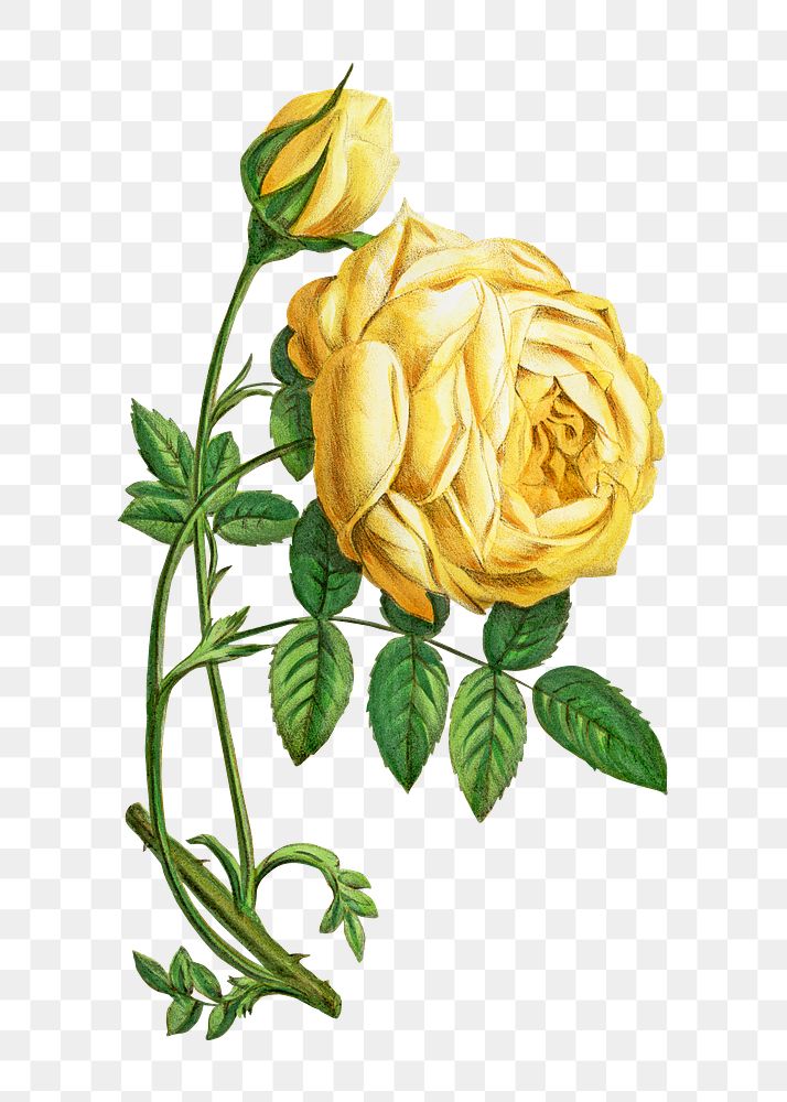 PNG Yellow rose, French flower vintage illustration on transparent background  by François-Frédéric Grobon. Remixed by…