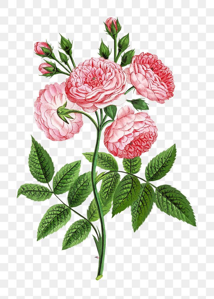 PNG Pink roses, French flower vintage illustration on transparent background  by François-Frédéric Grobon. Remixed by…