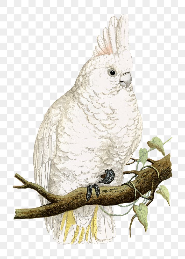 Vintage bird png goffin's cockatoo, transparent background. Remixed by rawpixel.