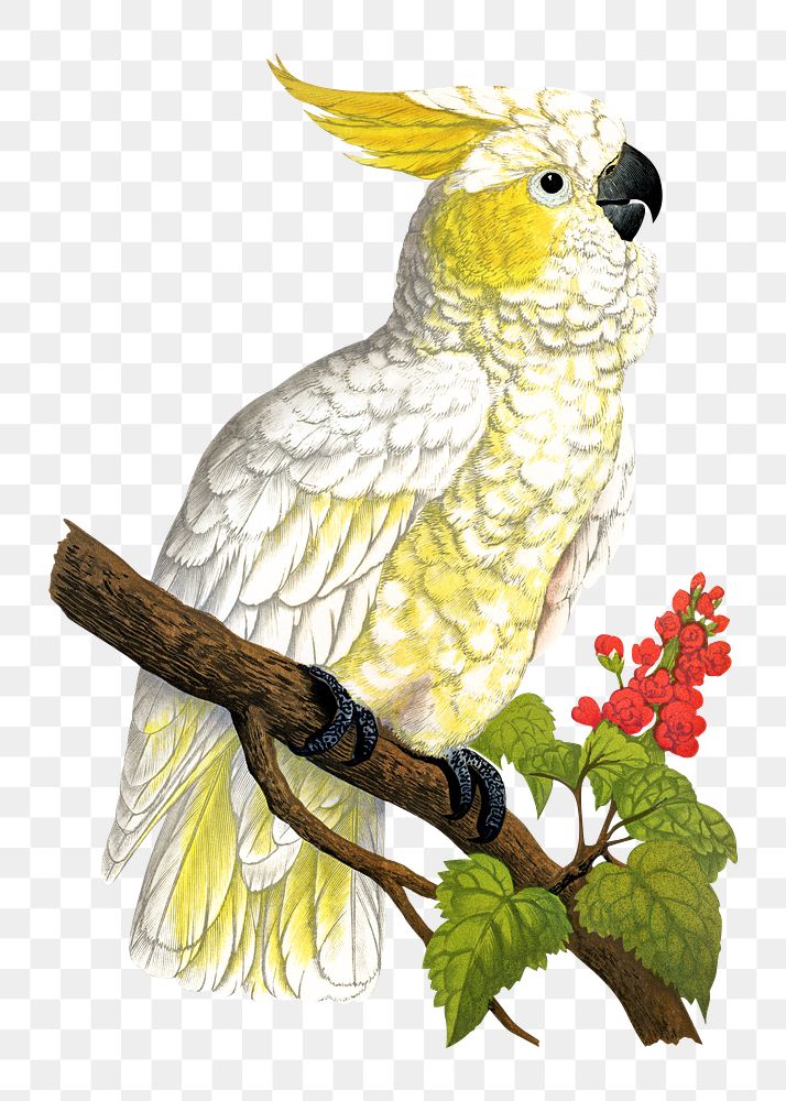 Vintage bird png lesser lemon-crested cockatoo, transparent background. Remixed by rawpixel.