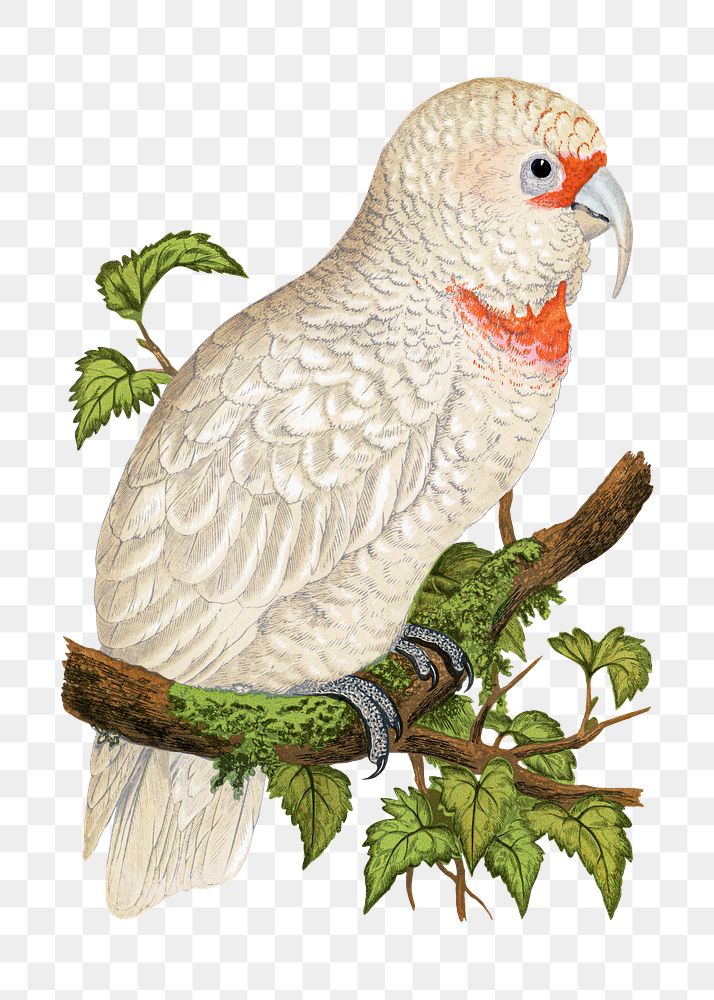 Vintage bird png slender-billed cockatoo, transparent background. Remixed by rawpixel.